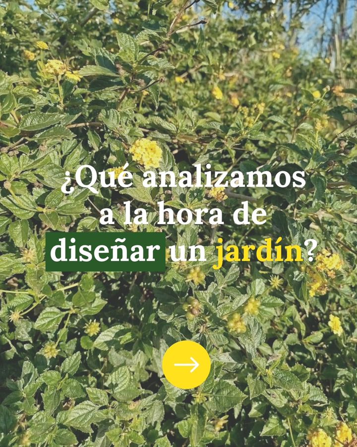 Arbustos en flor, con la pregunta ¿Qué analizamos a la hora de diseñar un jardín?