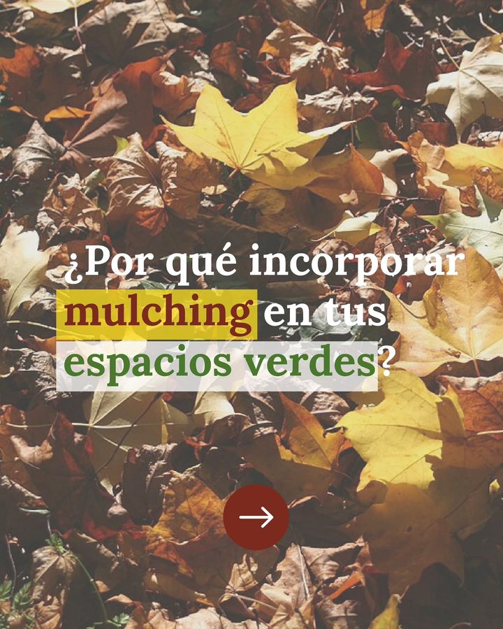 Hojas secas de otoño, con la pregunta ¿Por qué incorporar mulching en tus espacios verdes?