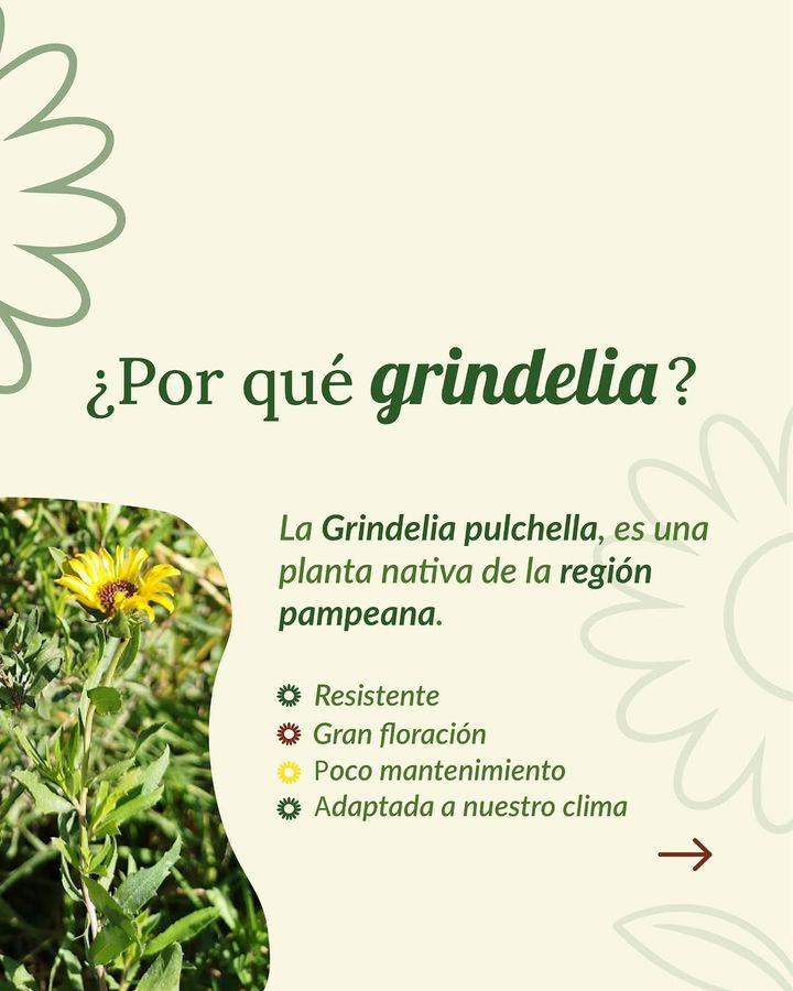 Placa: ¿Por qué grindelia? La Grindelia pulchella, una planta nativa de la región pampeana