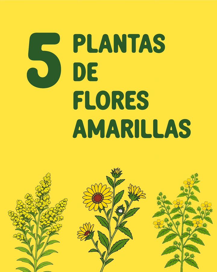 Placa ilustrada: 5 plantas de flores amarillas