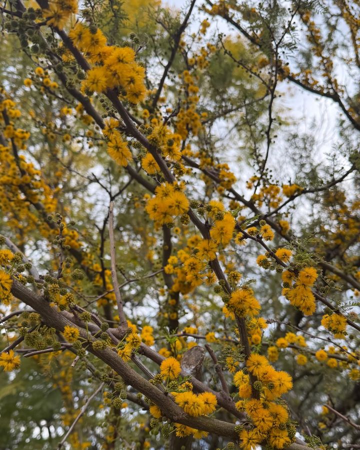 Espinillo en flor: ramas cargadas de flores amarillas en pompón