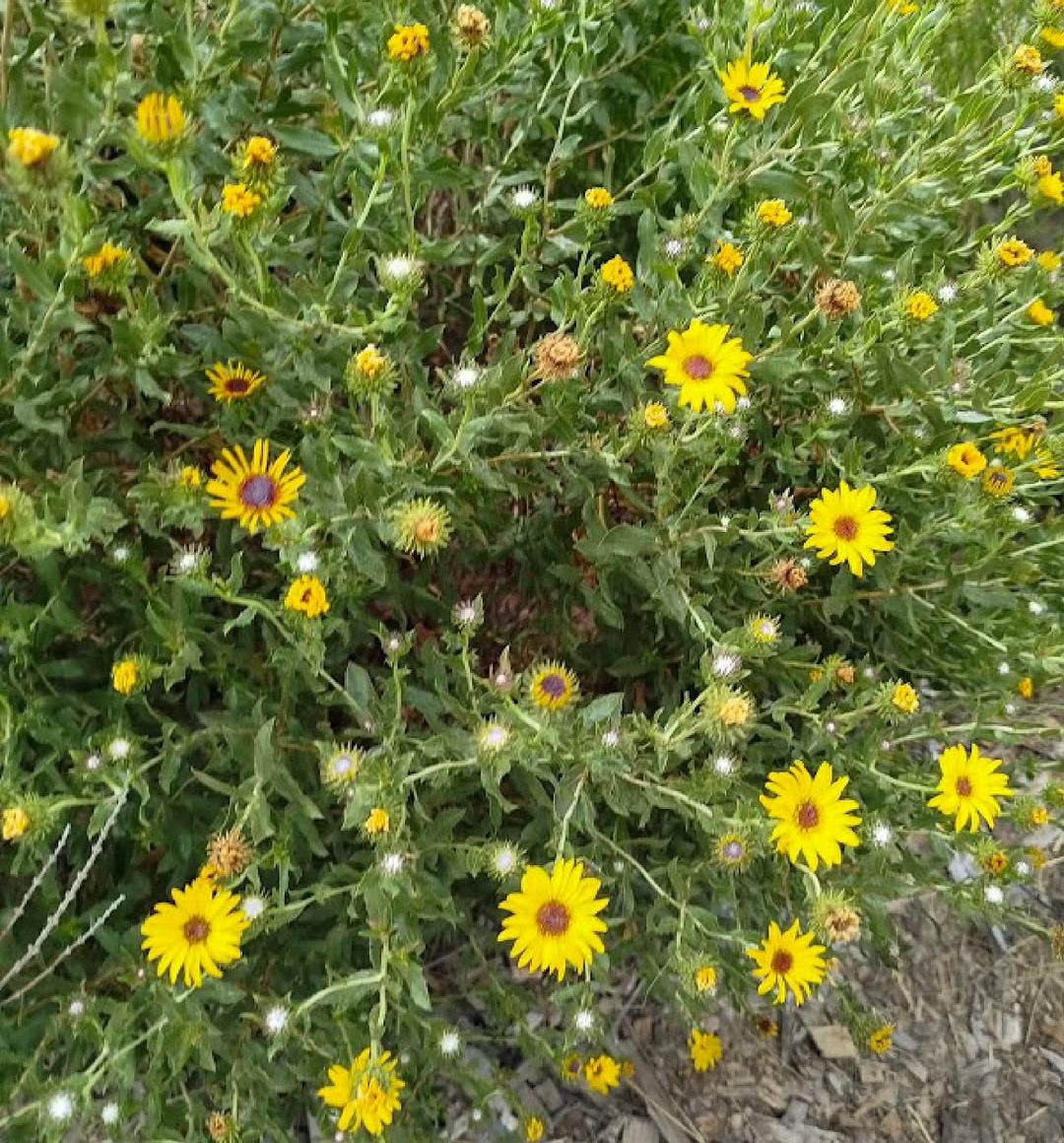 Grindelias en flor: margaritas amarillas entre el pasto